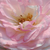 Bijela  - Nostalgična ruža - Eliane Gillet